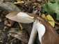 Barna csengettyűgomba (Pluteus cervinus), Somogy